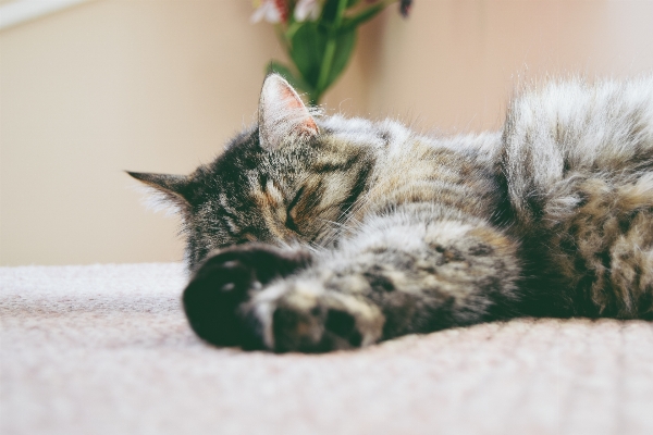 Foto Animal bicho de estimação gatinho gato