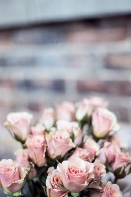 Blossom bokeh plant flower Photo