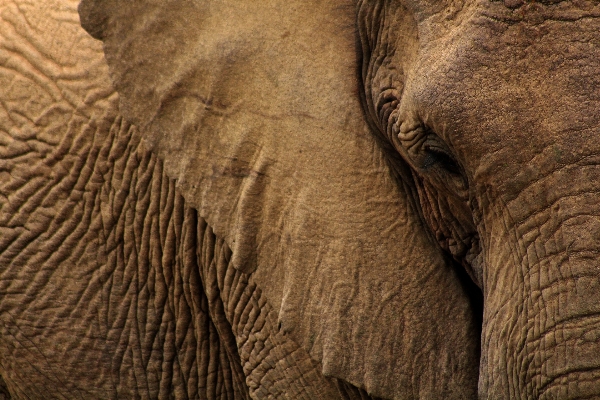 Animal wildlife mammal ear Photo