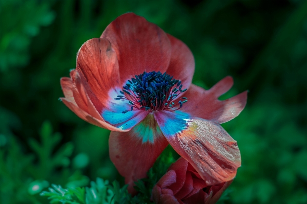 Nature blossom plant photography Photo