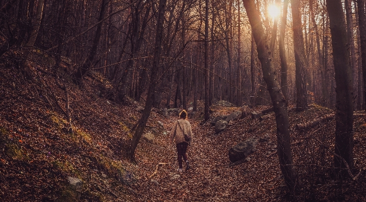 Foto Pohon alam hutan gurun
