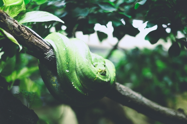 木 ブランチ 野生動物 緑 写真