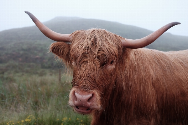 Animal wildlife horn cow Photo