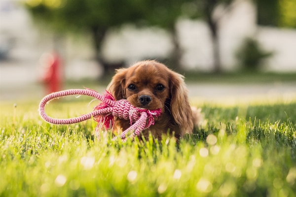 Grass lawn flower puppy Photo