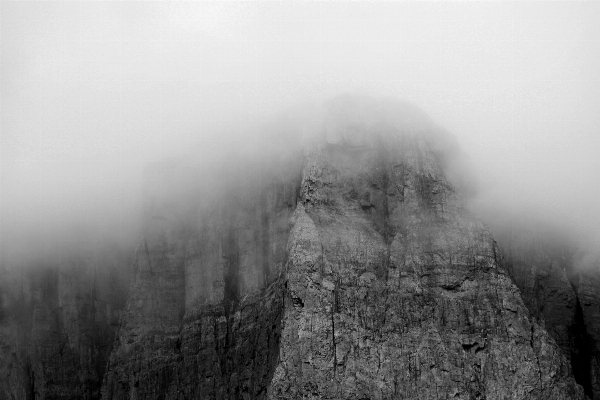 Foto árvore natureza floresta rock