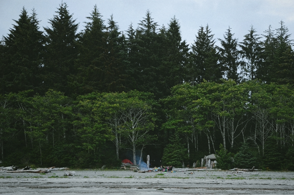 Praia árvore floresta região selvagem
