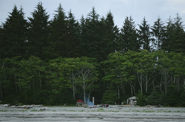 Beach tree forest wilderness Photo