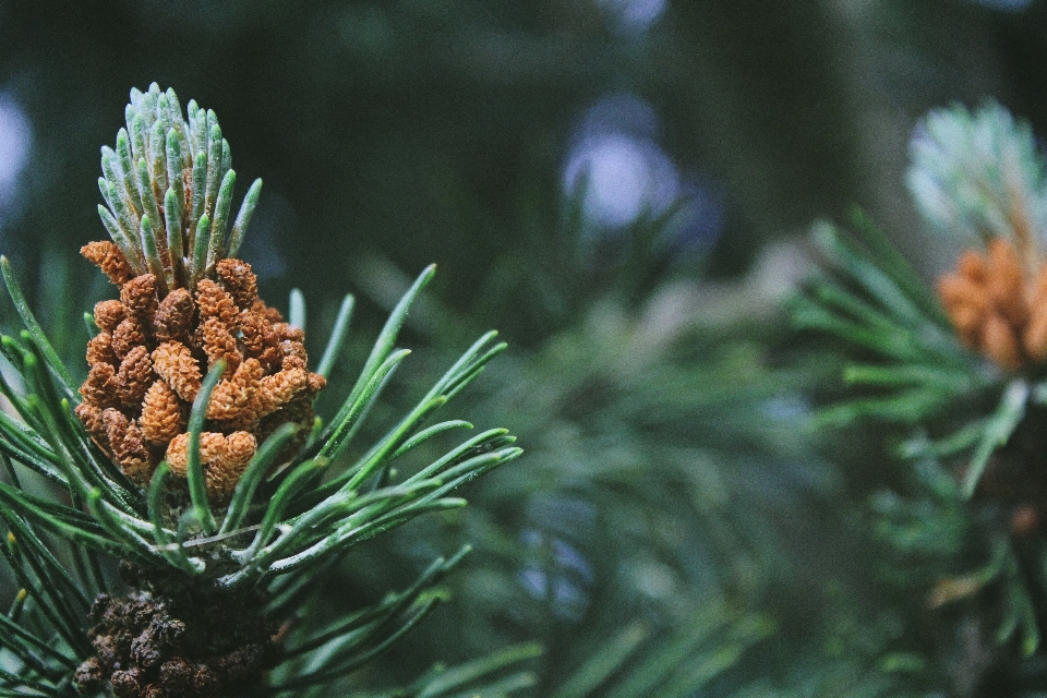 árbol naturaleza rama planta