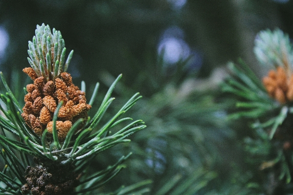 Tree nature branch plant Photo