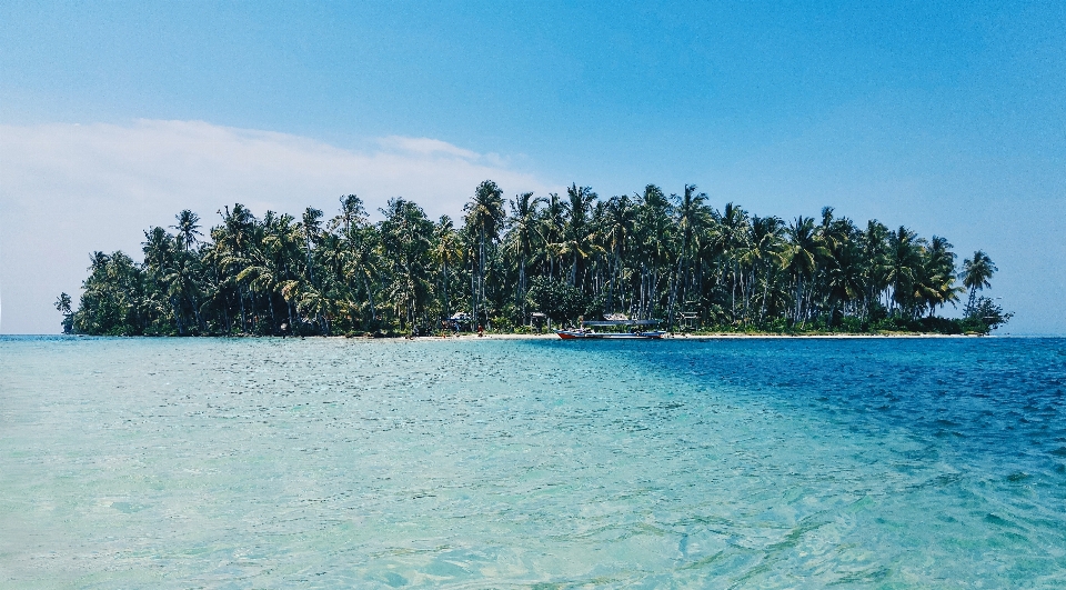 Plage mer océan palmier