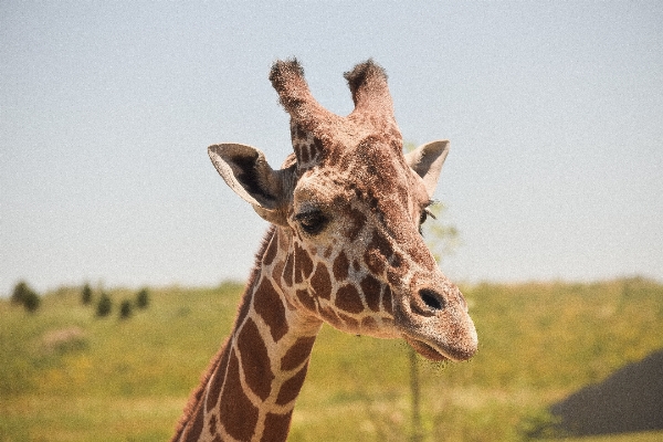 動物 野生動物 アフリカ 哺乳類 写真