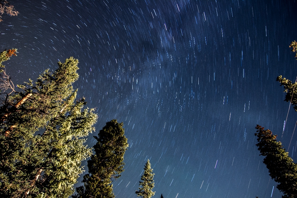 árvore céu noite estrela