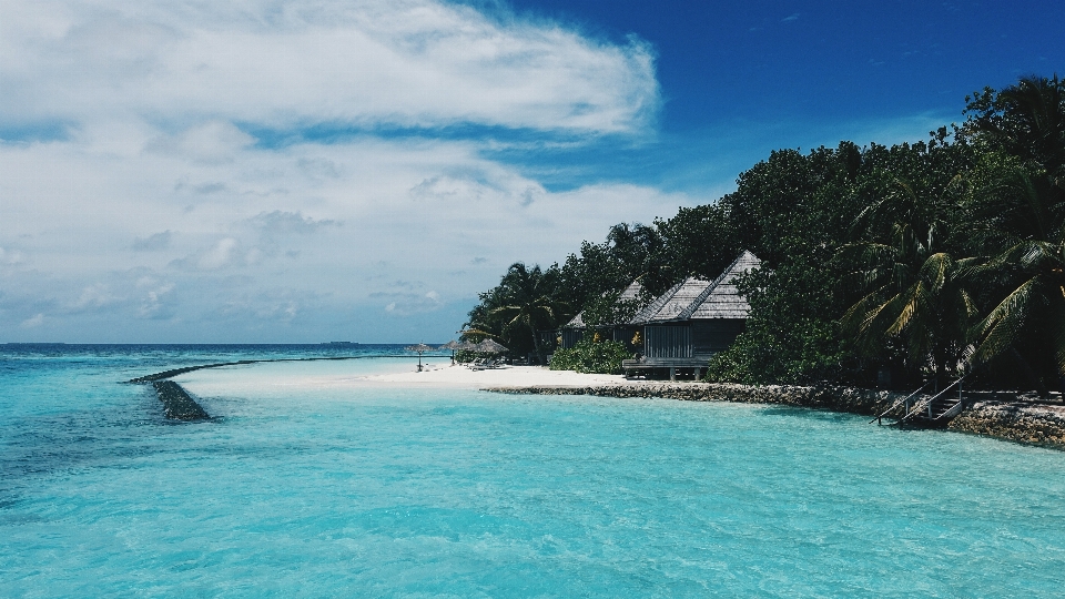 海滩 海 海岸 树