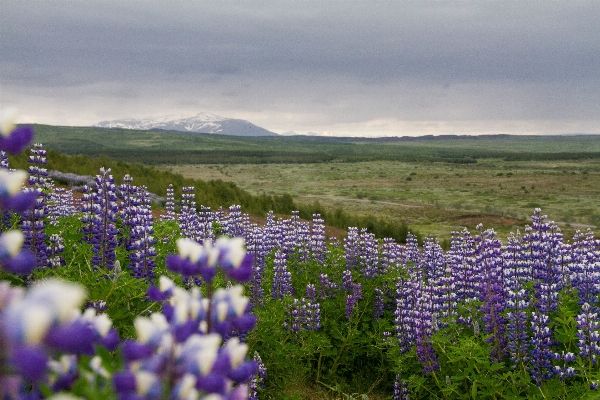 Foto Natureza grama montanha plantar