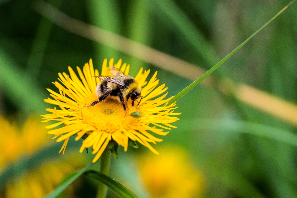 Natura zakład fotografia łąka
