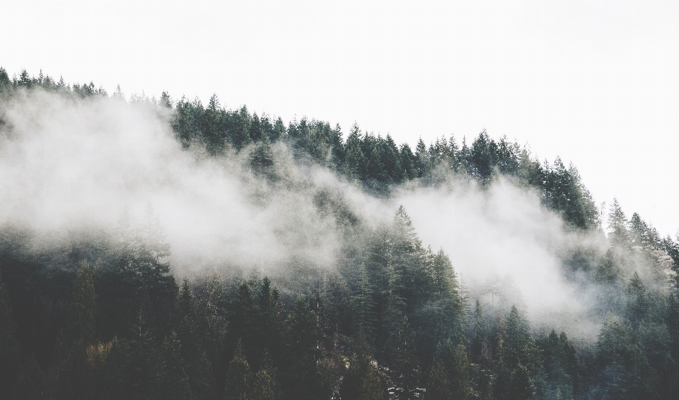 Tree treeline nature forest