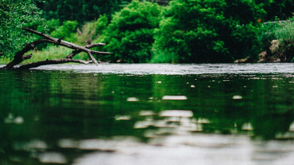 Albero acqua natura foresta