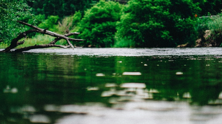 木 水 自然 森 写真