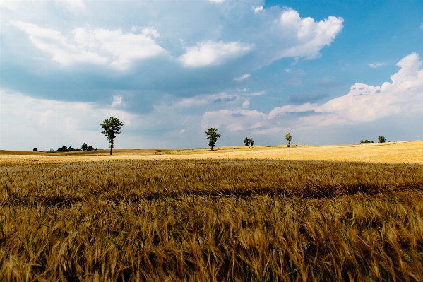 Ağaç çimen ufuk bulut Fotoğraf