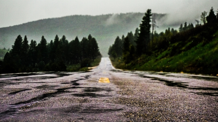 風景 木 自然 森 写真