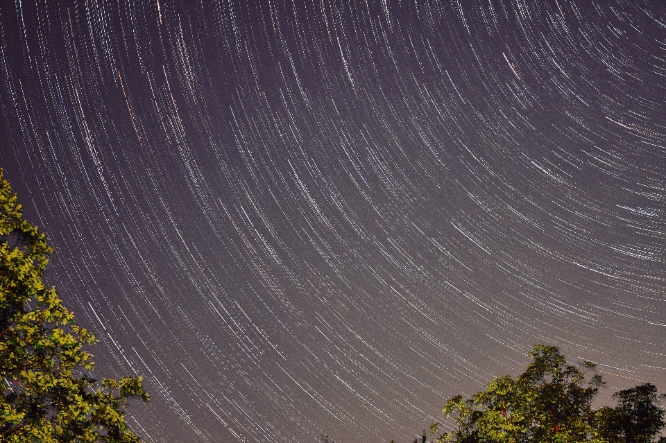 Albero cielo notte stella