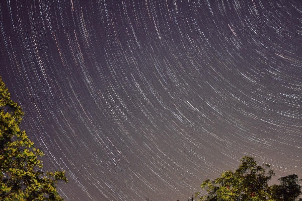 Foto árvore céu noite estrela