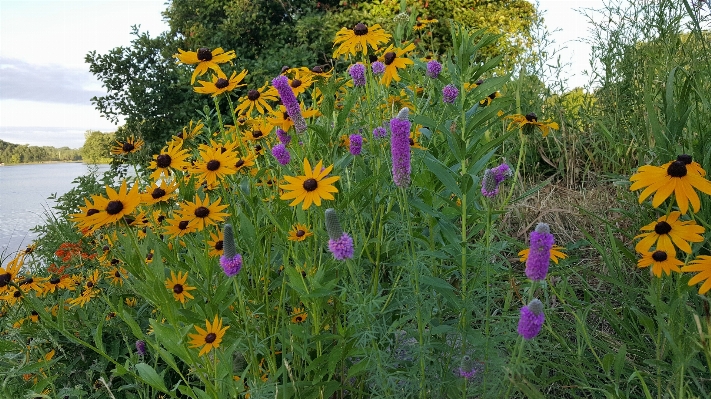 Anlage wiese
 prärie
 blume Foto