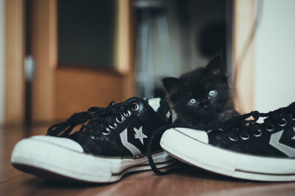 Scarpa bianco da ginnastica gattino