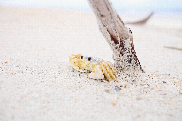 Hand beach driftwood sand Photo