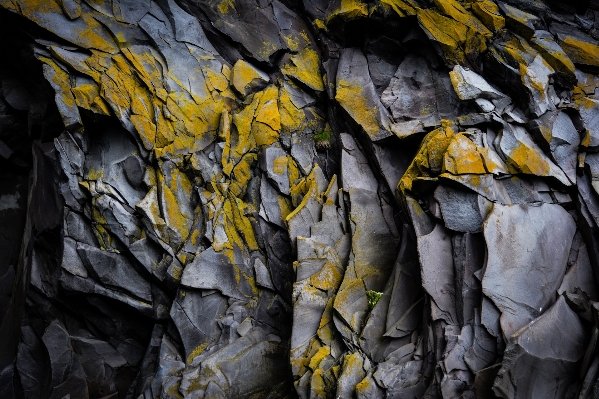 Tree rock branch plant Photo