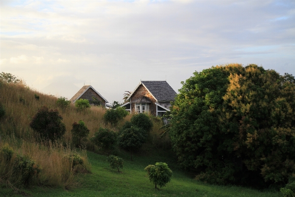 Landscape tree grass field Photo