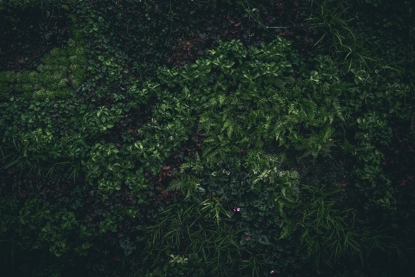 自然 森 草 植物 写真