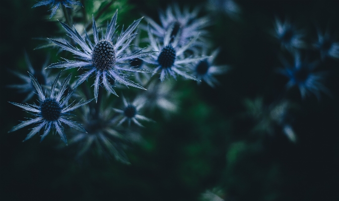 Nature branch plant sunlight Photo