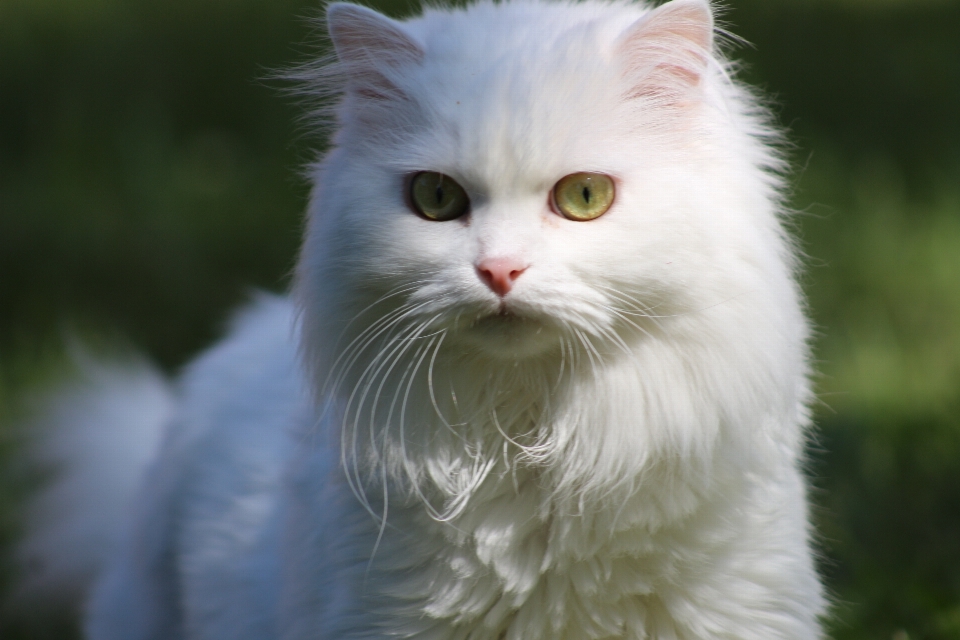 Gato mamífero fauna bigodes
