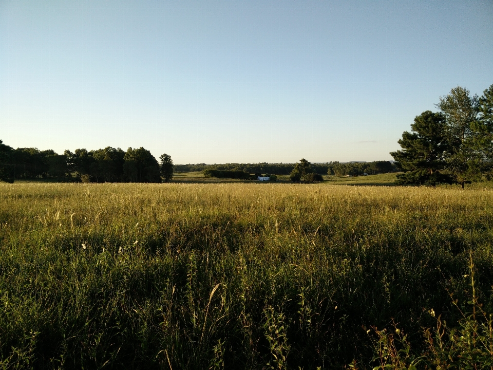 Landscape tree nature grass