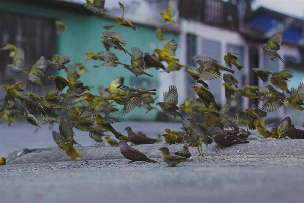 ブランチ 鳥 羽 植物 写真