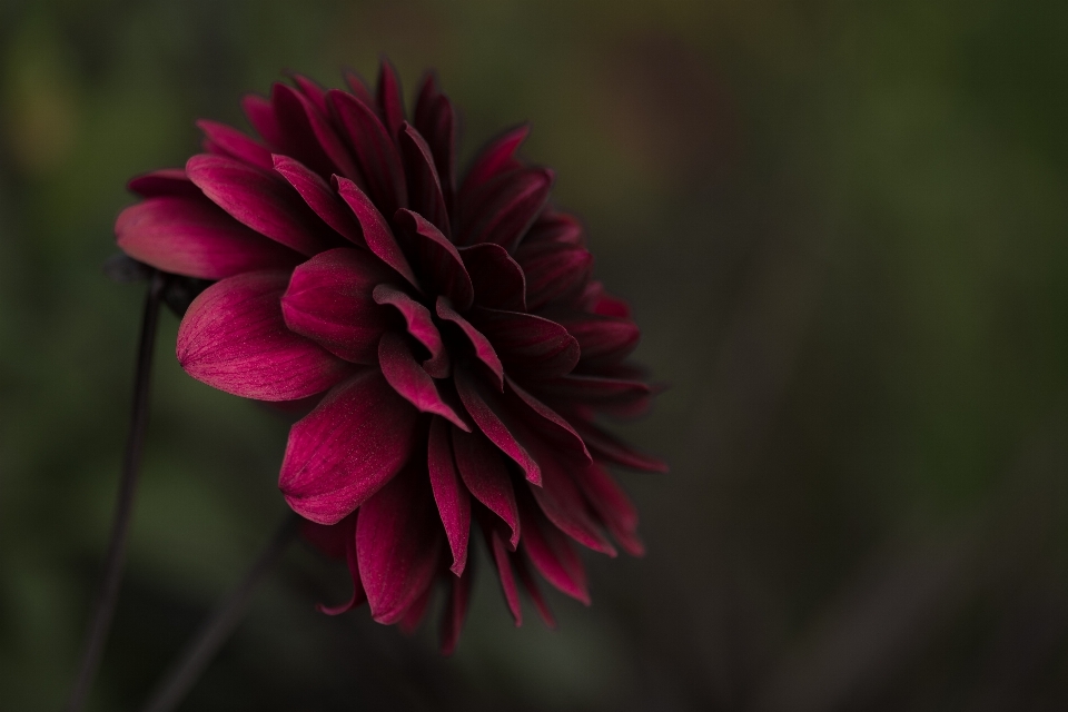 Florescer plantar fotografia flor