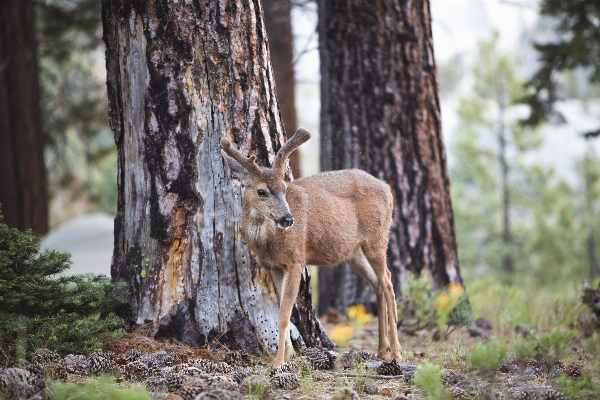 Forest wood animal wildlife Photo