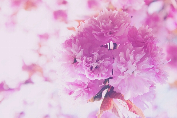 Branch blossom plant flower Photo