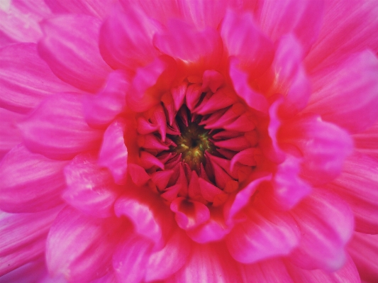 Plant flower petal pink Photo