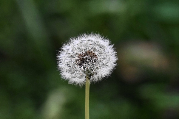 自然 草 植物 分野 写真