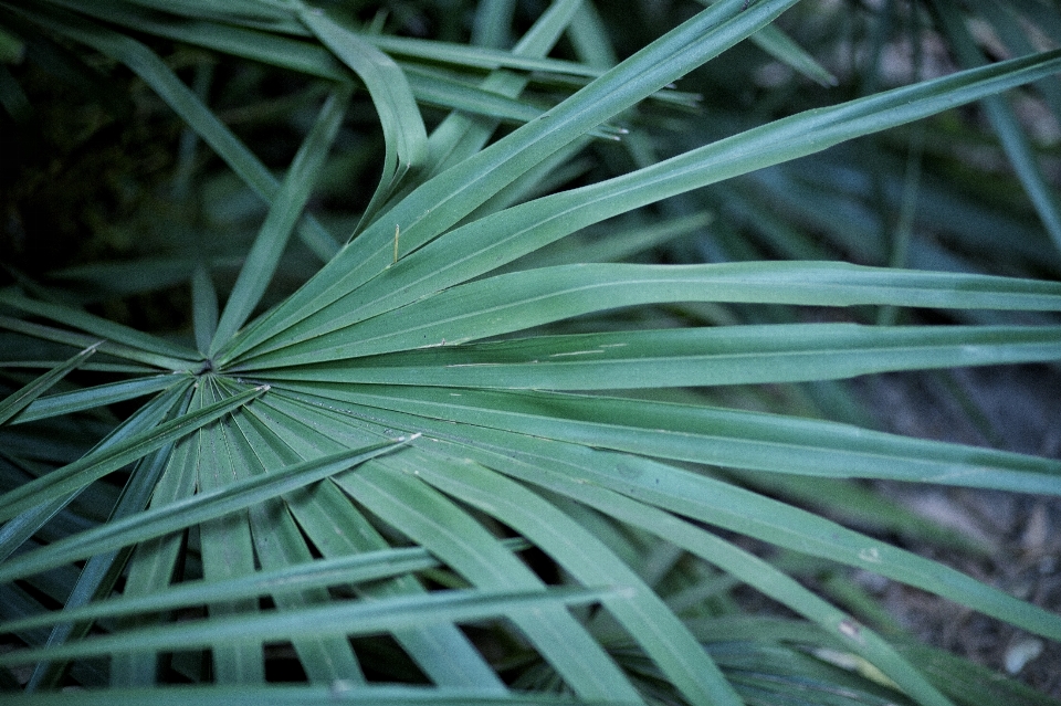 Pohon alam rumput cabang