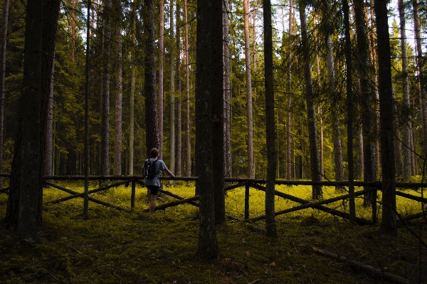 Tree nature forest grass Photo