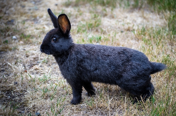 Foto Grama animais selvagens mamífero fauna