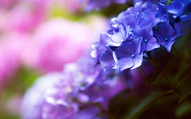 Nature branch blossom plant Photo