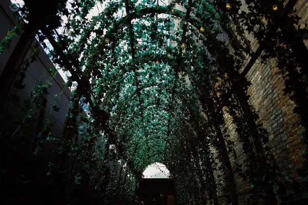 Foto Albero foresta leggero pianta