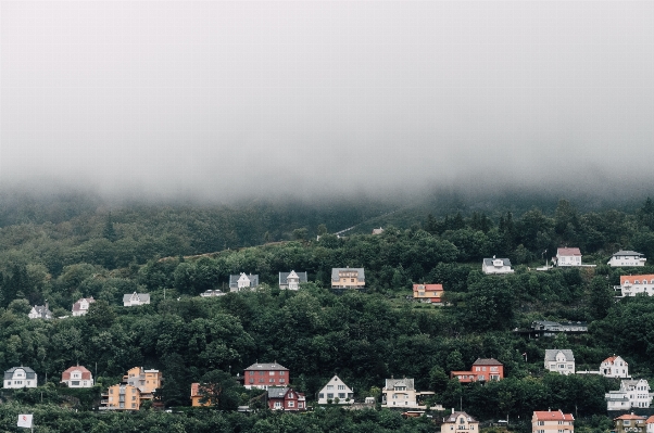 Tree mountain cloud fog Photo