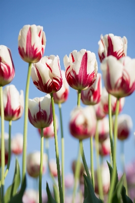 Blossom plant white stem Photo