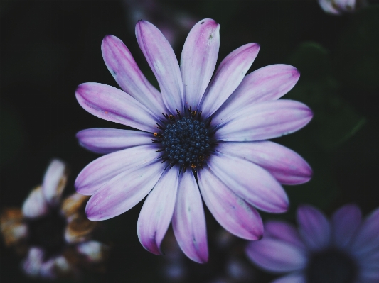 Flower flora plant purple Photo