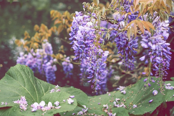 Nature blossom plant leaf Photo